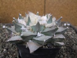 Ariocarpus retusus 11 cm cites IA - 12410878