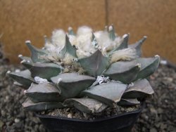 Ariocarpus retusus 11 cm cites IA - 12410879