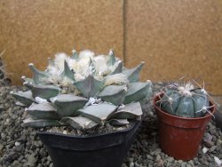 Ariocarpus retusus 11 cm cites IA - 12410880