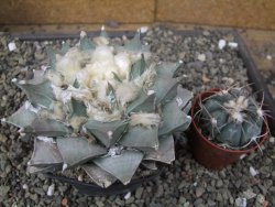 Ariocarpus retusus 11 cm cites IA - 12410881