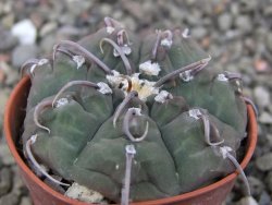 Gymnocalycium vatteri, pot 5,5 cm - 12410883