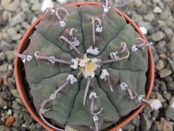 Gymnocalycium vatteri, pot 5,5 cm - 12410884