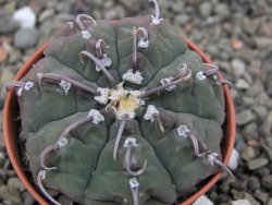 Gymnocalycium vatteri, pot 5,5 cm - 12410885