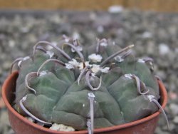 Gymnocalycium vatteri, pot 5,5 cm - 12410886
