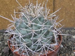 Coryphantha poselgeriana valida El Hundido květináč 10 cm