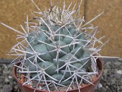 Coryphantha poselgeriana valida El Hundido květináč 10 cm - 12410889