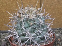 Coryphantha poselgeriana valida El Hundido květináč 10 cm - 12410892
