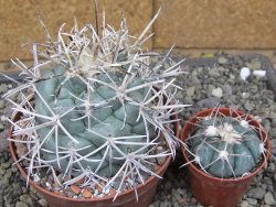 Coryphantha poselgeriana valida El Hundido květináč 10 cm - 12410895