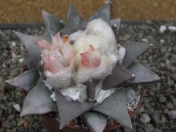 Ariocarpus retusus 9 cm cites IA