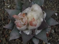 Ariocarpus retusus 9 cm cites IA - 12410897