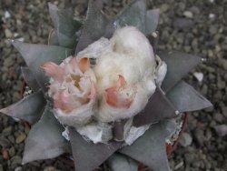 Ariocarpus retusus 9 cm cites IA - 12410898