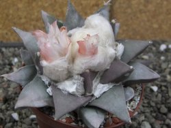 Ariocarpus retusus 9 cm cites IA - 12410899