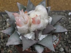 Ariocarpus retusus 9 cm cites IA - 12410901