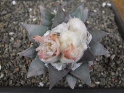 Ariocarpus retusus 9 cm cites IA - 12410902