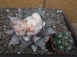 Ariocarpus retusus 9 cm cites IA - 12410903