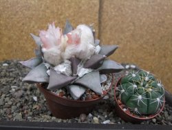 Ariocarpus retusus 9 cm cites IA - 12410904