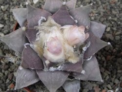 Ariocarpus furfuraceus 7 cm