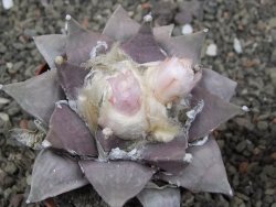 Ariocarpus furfuraceus 7 cm - 12410906