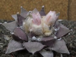 Ariocarpus furfuraceus 7 cm - 12410907