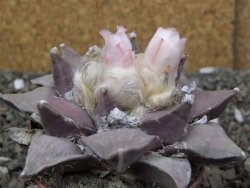 Ariocarpus furfuraceus 7 cm - 12410908