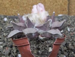 Ariocarpus furfuraceus 7 cm - 12410909