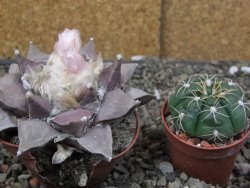 Ariocarpus furfuraceus 7 cm - 12410910