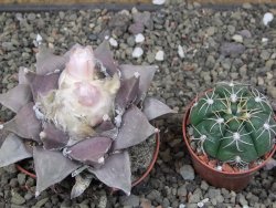 Ariocarpus furfuraceus 7 cm - 12410911
