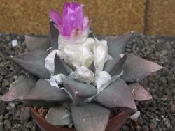 Ariocarpus confusus PP 420 Aramberi NL květináč 8,5 cm Cites IA