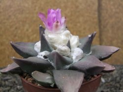 Ariocarpus confusus PP 420 Aramberi NL květináč 8,5 cm Cites IA - 12410915