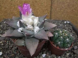 Ariocarpus confusus PP 420 Aramberi NL květináč 8,5 cm Cites IA - 12410918