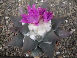 Ariocarpus confusus PP 420 Aramberi NL květináč 8,5 cm Cites IA