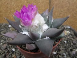 Ariocarpus confusus PP 420 Aramberi NL květináč 8,5 cm Cites IA - 12410924