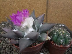 Ariocarpus confusus PP 420 Aramberi NL květináč 8,5 cm Cites IA - 12410925