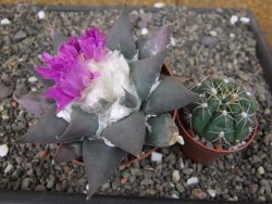 Ariocarpus confusus PP 420 Aramberi NL květináč 8,5 cm Cites IA - 12410926