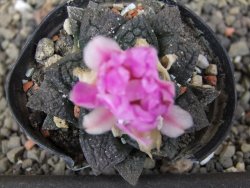 Ariocarpus fissuratus, pot 5,5 cm Cites IA - 12410927