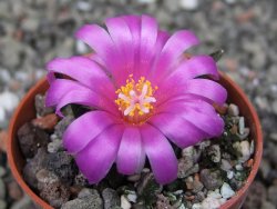 Ariocarpus bravoanus El Ňuňez pot 5,5 cm