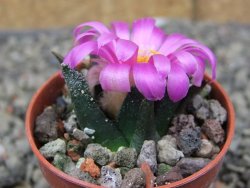 Ariocarpus bravoanus El Ňuňez pot 5,5 cm - 12410934