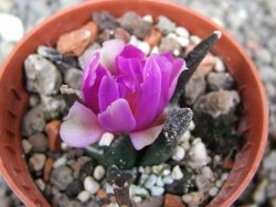 Ariocarpus bravoanus El Ňuňez pot 5,5 cm - 12410938