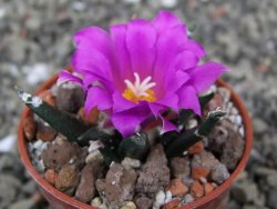 Ariocarpus agavoides pot 5,5 cm cites IA - 12410941