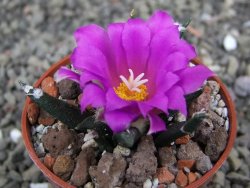 Ariocarpus agavoides pot 5,5 cm cites IA - 12410942