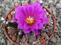 Ariocarpus agavoides pot 5,5 cm cites IA - 12410943