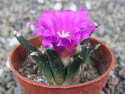 Ariocarpus agavoides pot 5,5 cm cites IA - 12410945