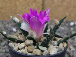 Ariocarpus agavoides pot 5,5 cm cites IA