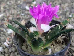 Ariocarpus agavoides pot 5,5 cm cites IA - 12410949