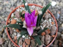 Ariocarpus agavoides pot 5,5 cm cites IA - 12410951
