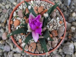 Ariocarpus agavoides pot 5,5 cm cites IA - 12410952