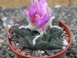 Ariocarpus fissuratus Cuatro Cienegas pot 5,5 cm - 12410956