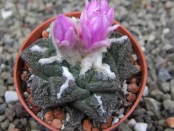 Ariocarpus fissuratus Cuatro Cienegas pot 5,5 cm - 12410957