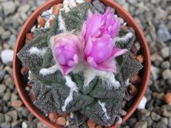 Ariocarpus fissuratus Cuatro Cienegas pot 5,5 cm - 12410958