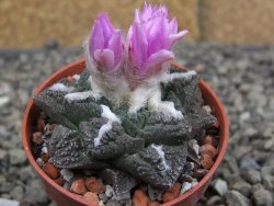 Ariocarpus fissuratus Cuatro Cienegas pot 5,5 cm